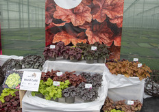 Onder de brand World Caffe werden enkele nieuwe heuchera varieteiten geïntroduceerd.